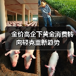 金价高企下黄金消费转向轻克重新趋势(图1) 金价高企下黄金消费转向轻克重新趋势(图1)